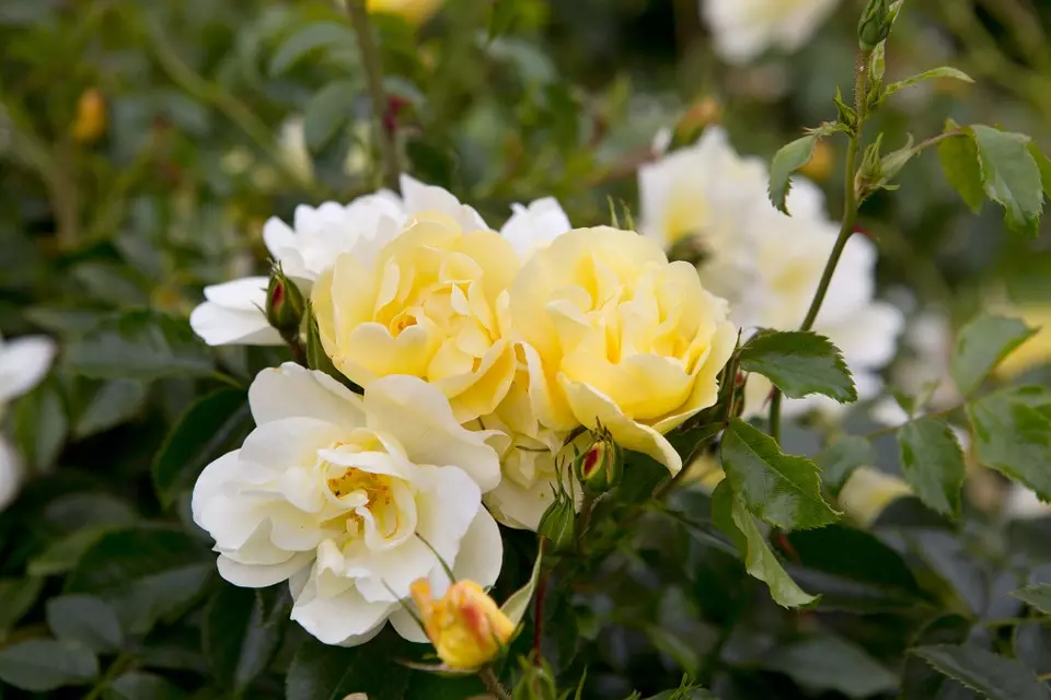 yellow and white flowers in a bush