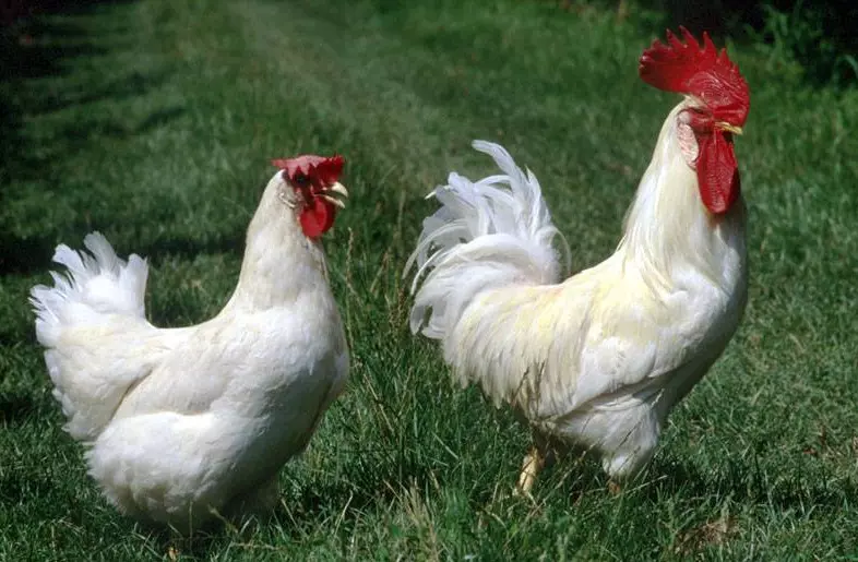 white color chickens with red heads