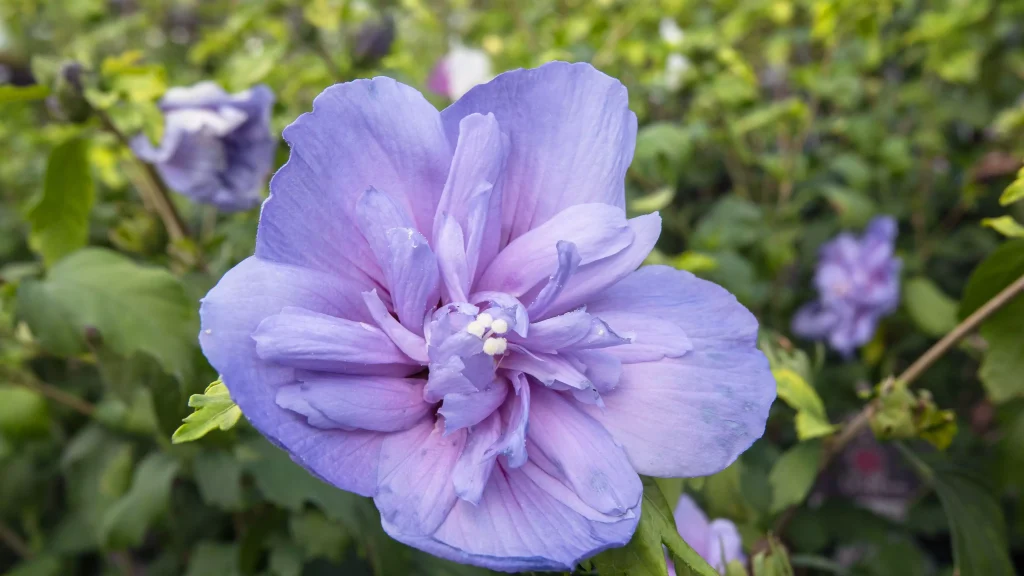 a blue and purple flower