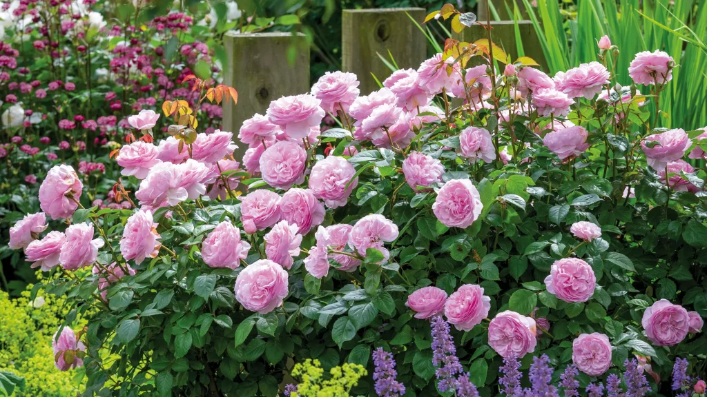 pinkish flowers 