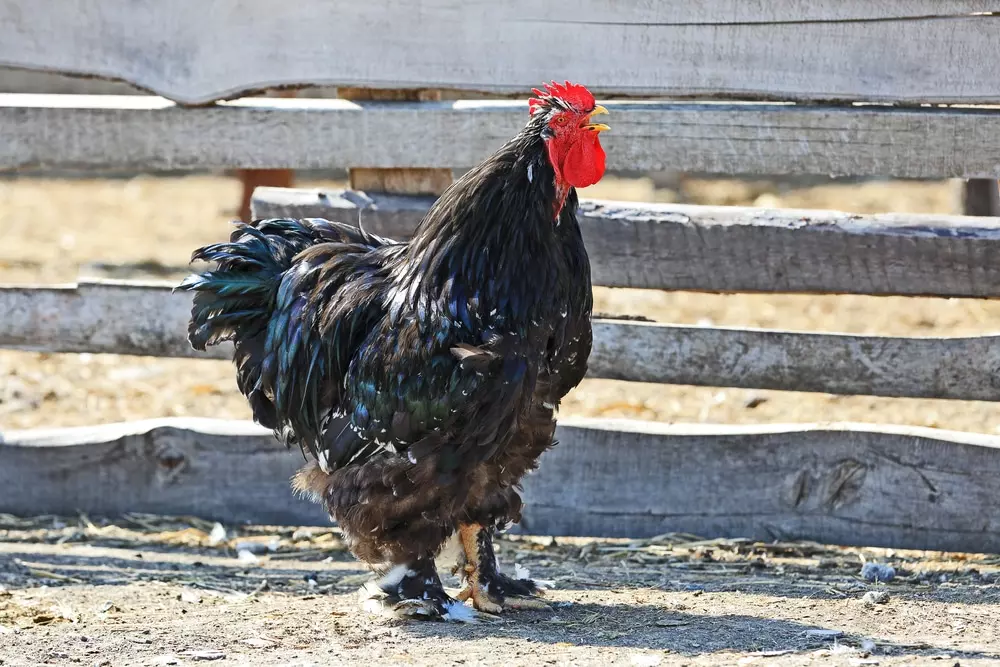 a big black color chicken with a red head