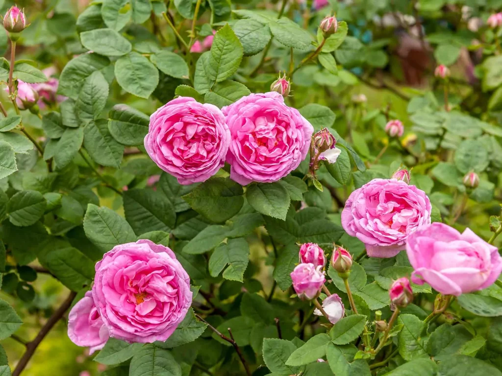 pink flowers in a green leaf terrain