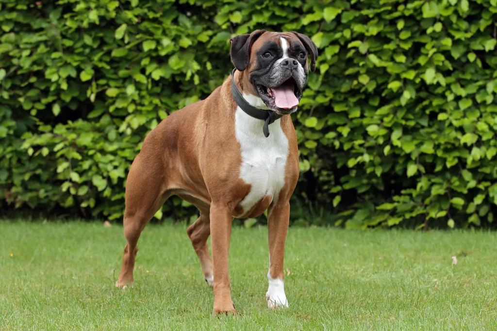 a brown color hair best family dogs