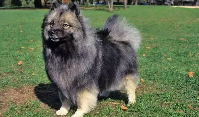 a grey color hair dog