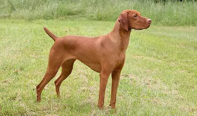 a small brown hair length color dog