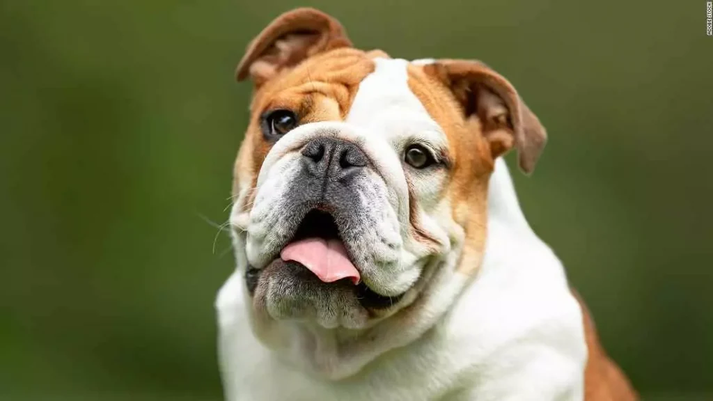 a white and brown color hair dog