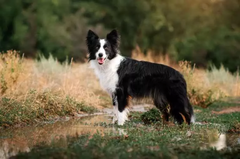 a white and black color hair dog