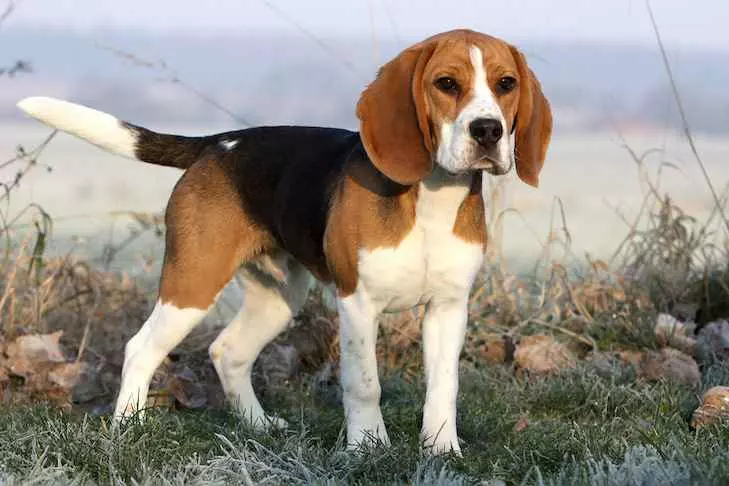 a small white brown and black color dog with a white tail