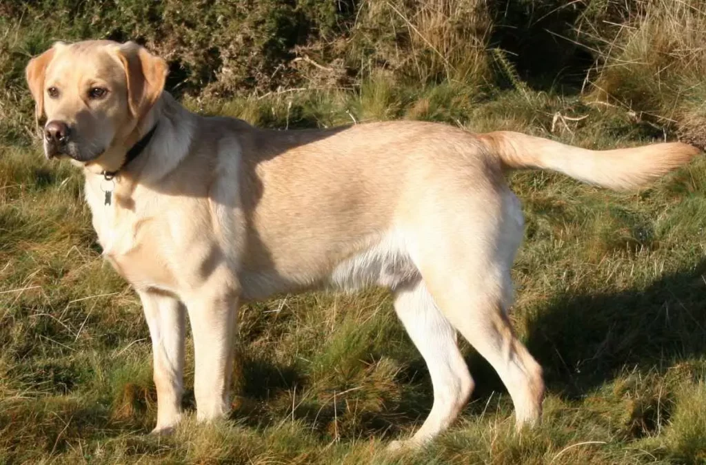 a yellow color hair dog