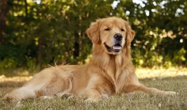 a golden retriever as one of the best family dogs