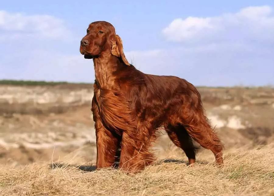 a long brown hair dog