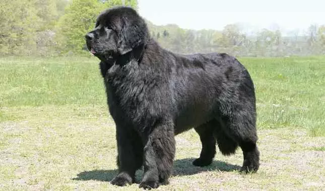 a large black color hair dog