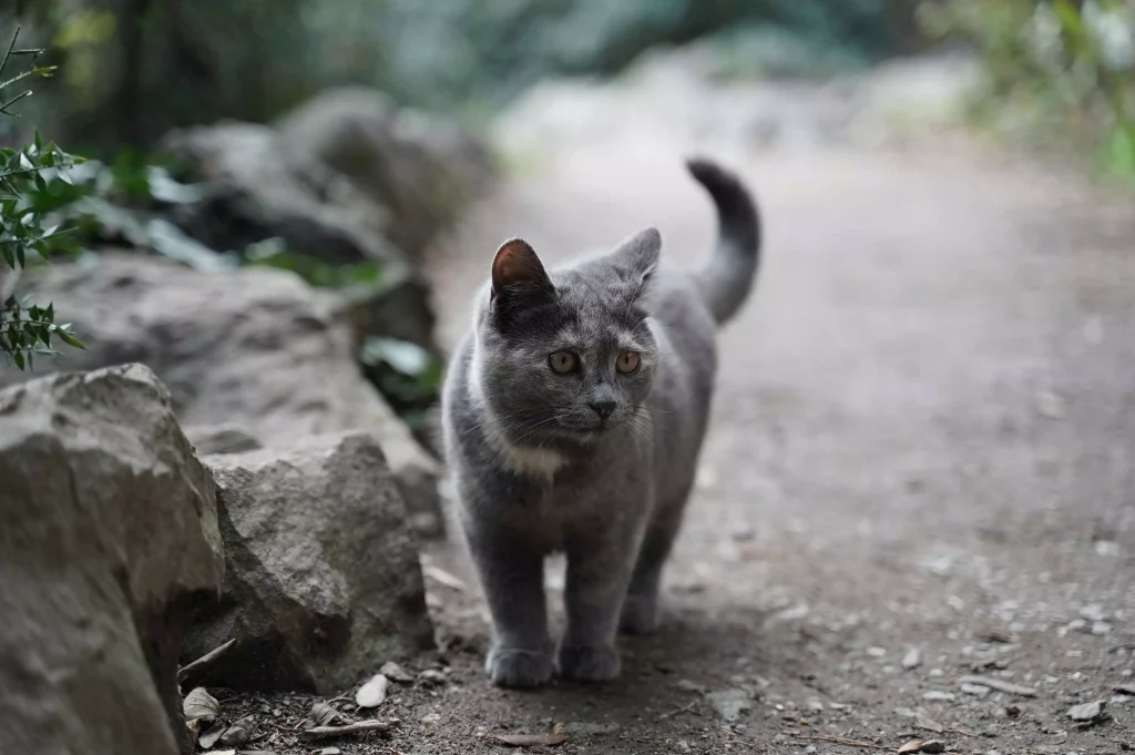 a small grey cat walking on the road