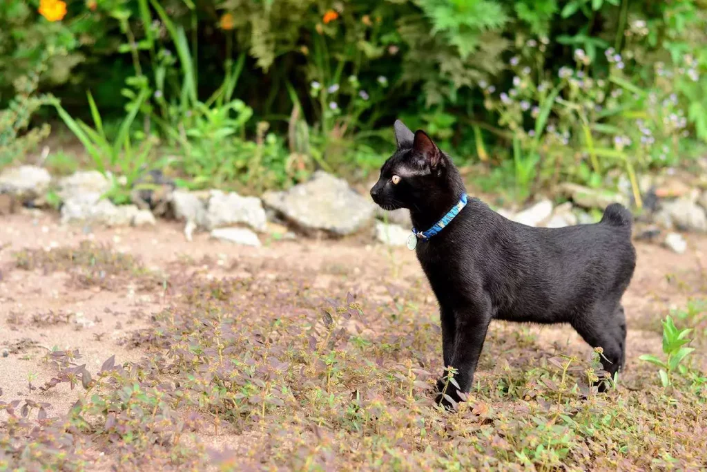 a black color cat with a blue necklace standing on grass outside the house