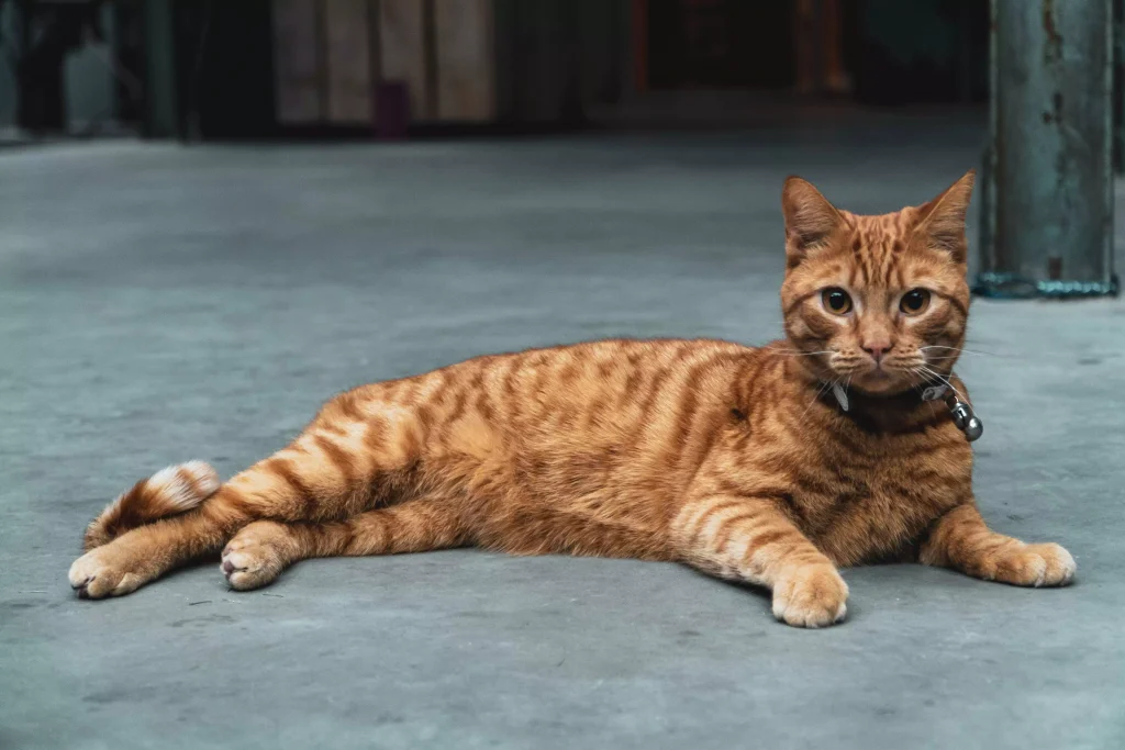 an orange cat laying on the bed