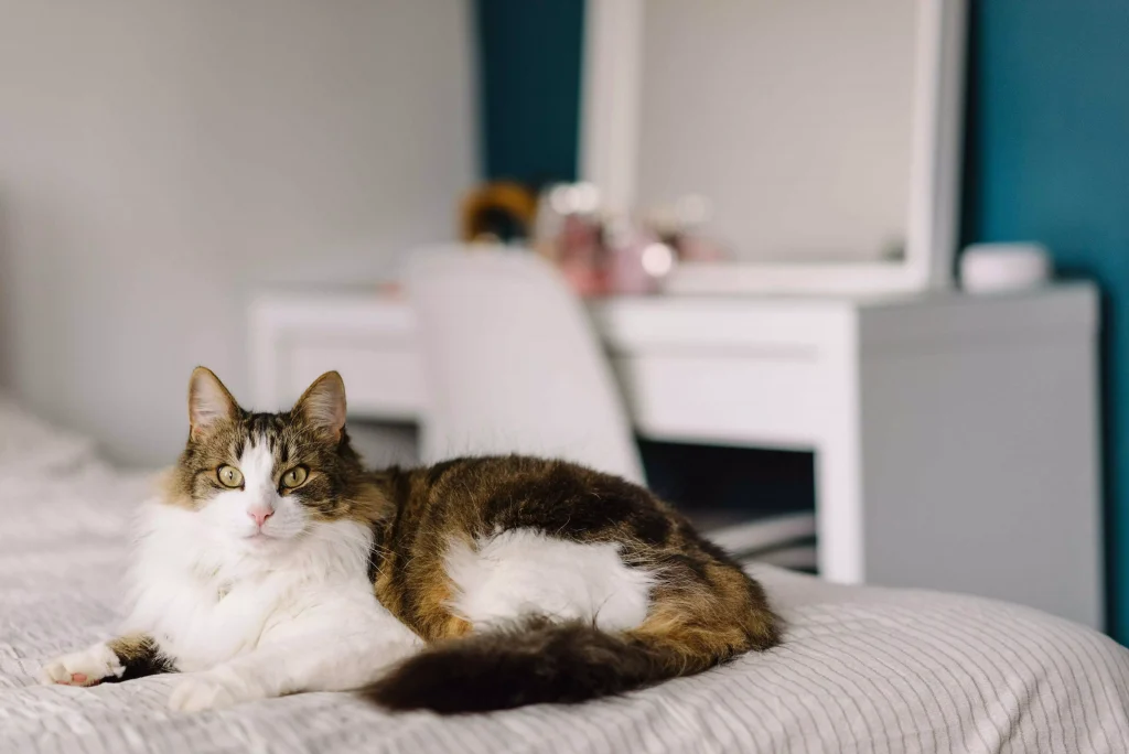 a hairy cat laying on bed