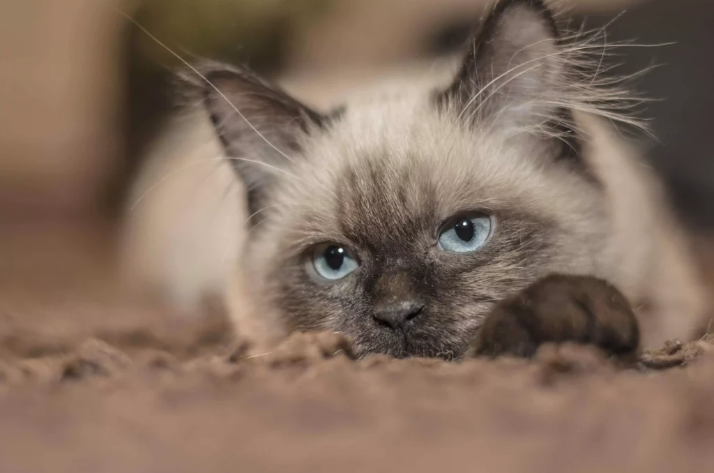 a cat with blue eyes