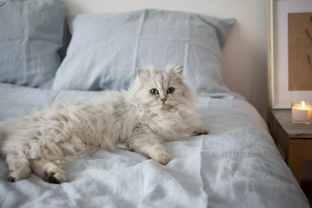 a white long hair cat laying on bed