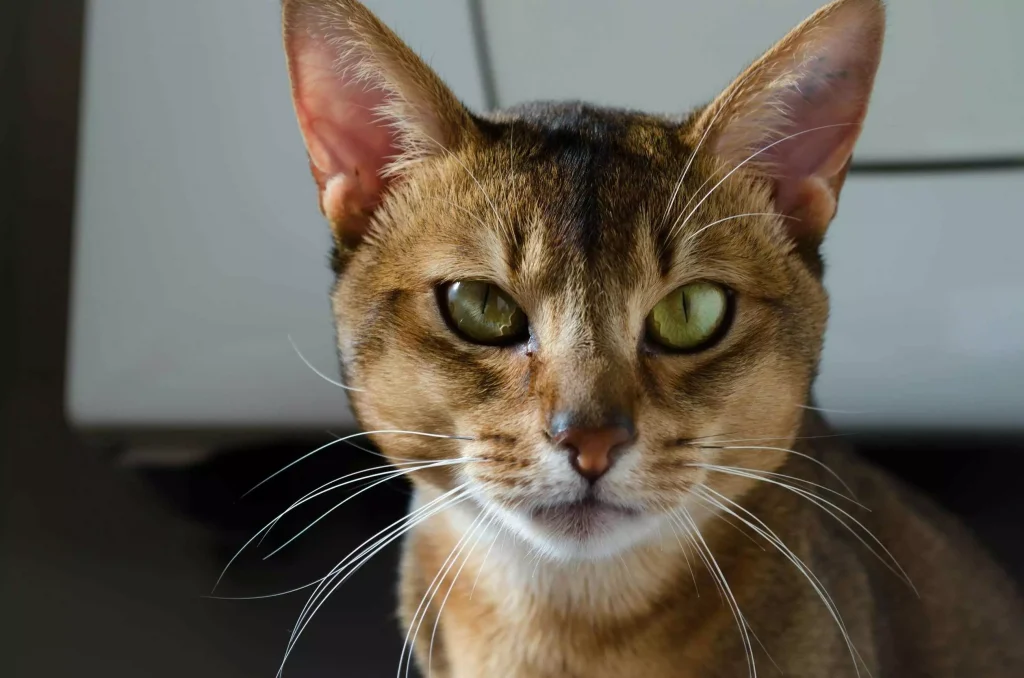 a cat with green eyes looking at the camera