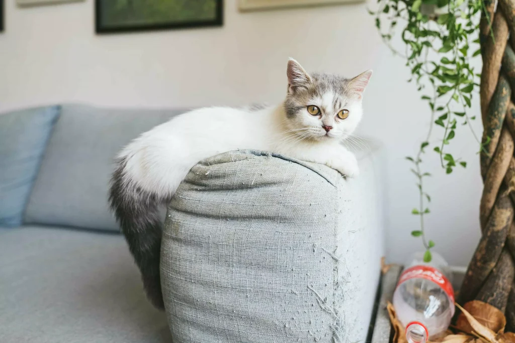 a white and grey cat sitting on the couch