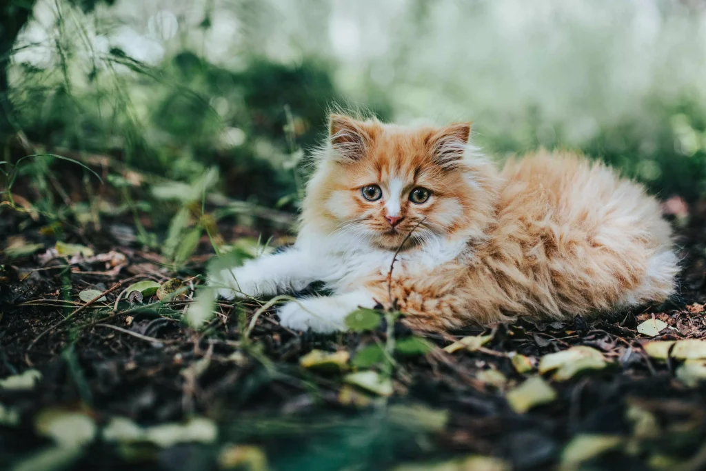 an orange long hair cat laying on the grass below a tree