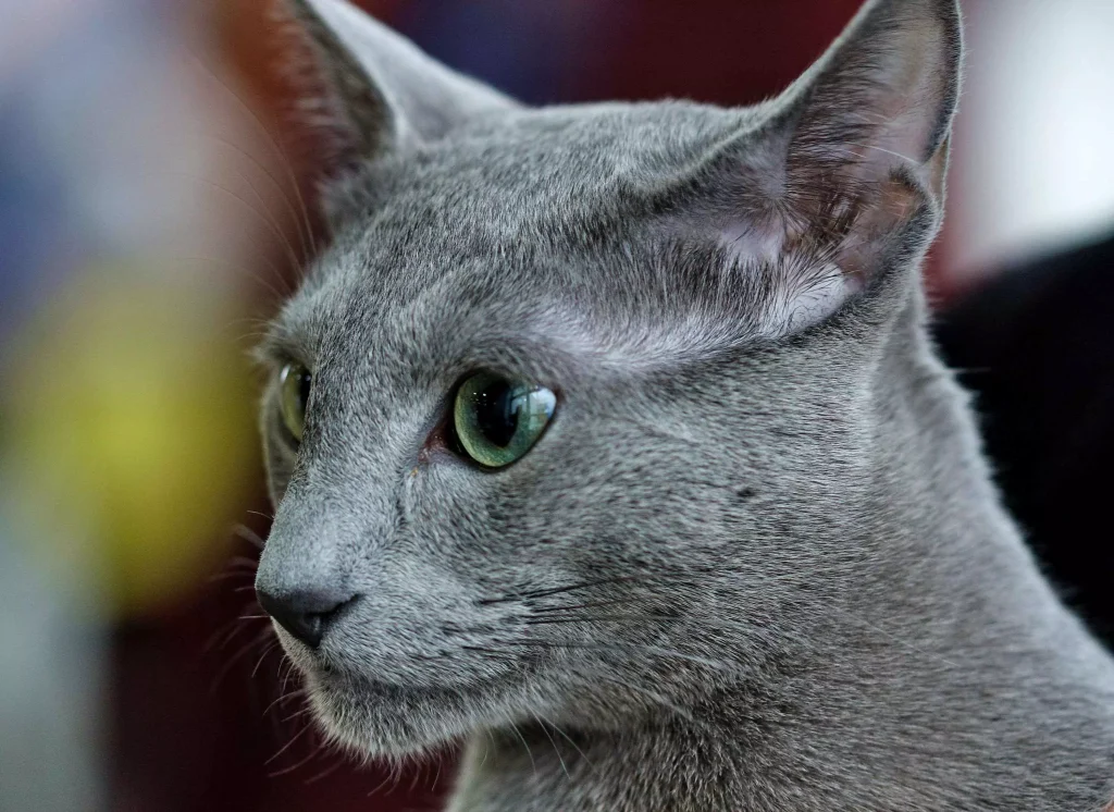 a grey short hair cat