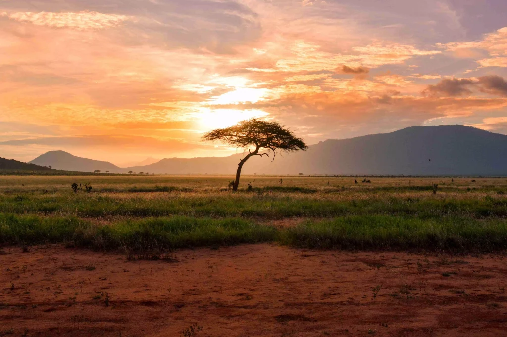 a tree in the middle of the field